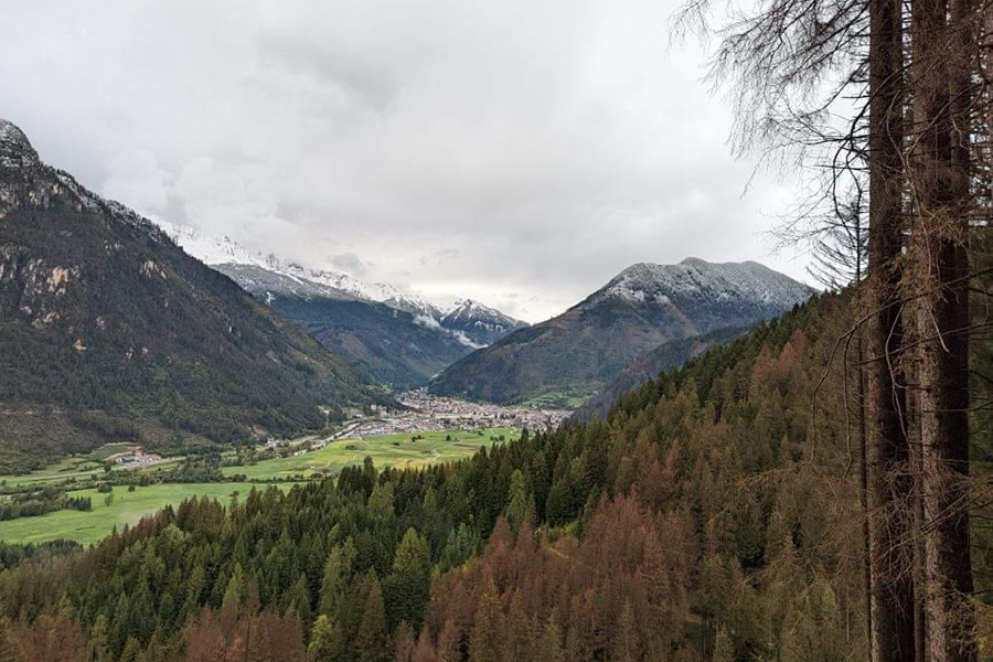 Bosco attaccato dal bostrico - foto @Giacomo Delvai