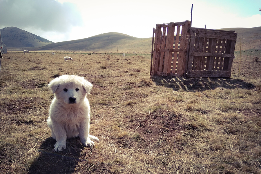 Abruzzo Mastiff puppy on alert