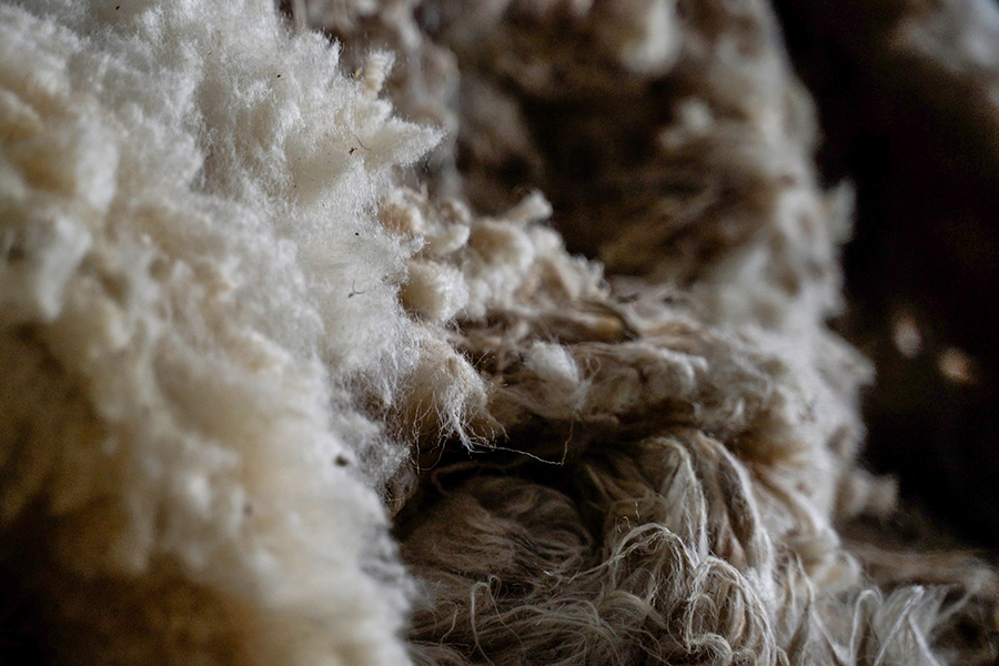 Raw wool waiting to be selectedo