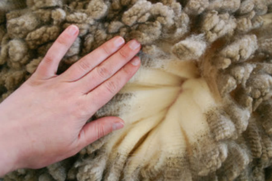 il folto vello di una pecora merino