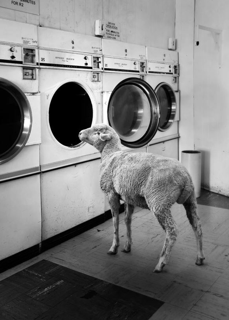 L'oggetto che devi mettere in lavatrice per rimuovere i peli di animali dai  vestiti
